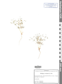 VOR 0044681
