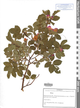 VOR 0044766