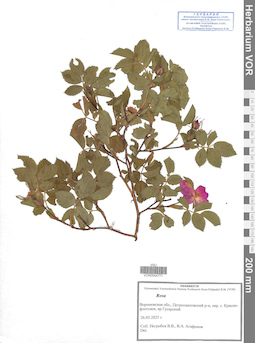 VOR 0044771
