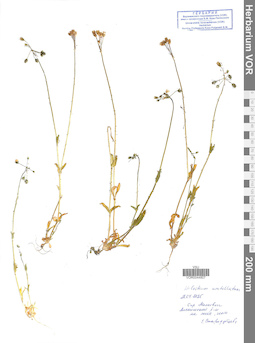 VOR 0044807