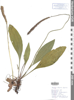 VOR 0044813
