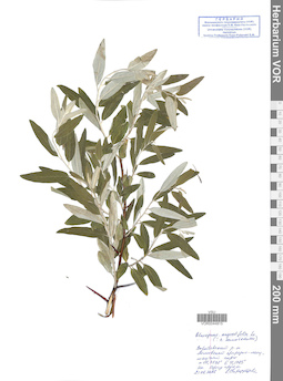 VOR 0044815
